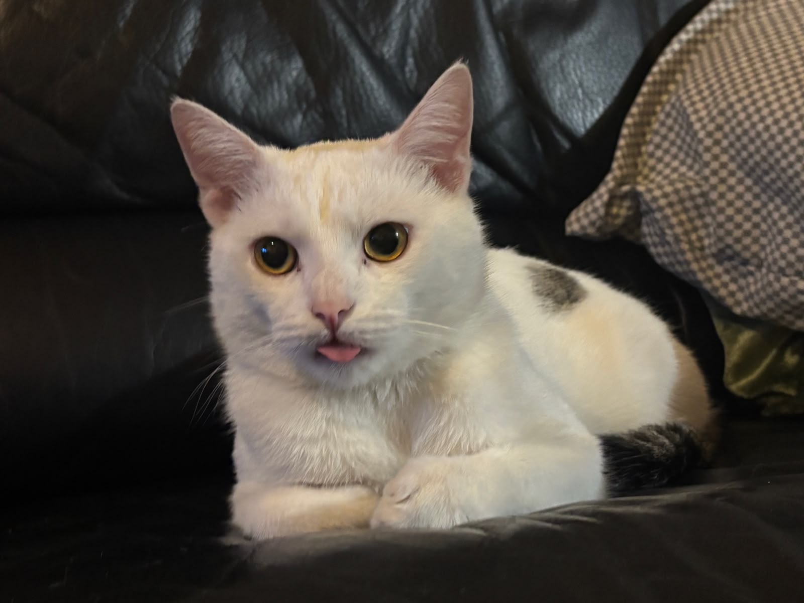 Ruma, a white cat with golden eyes, resting on a dark sofa